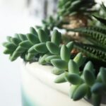 The Benefits of Incorporating Indoor Plants into Your Home Decor